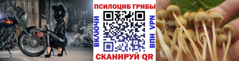 Псилоцибиновые грибы Cubensis  как найти закладки  Нижневартовск 